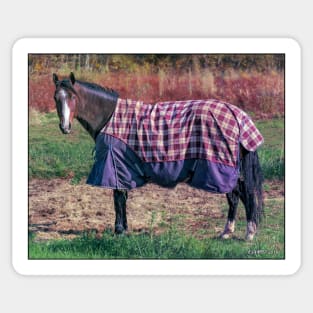 Horse in a Blanket Sticker